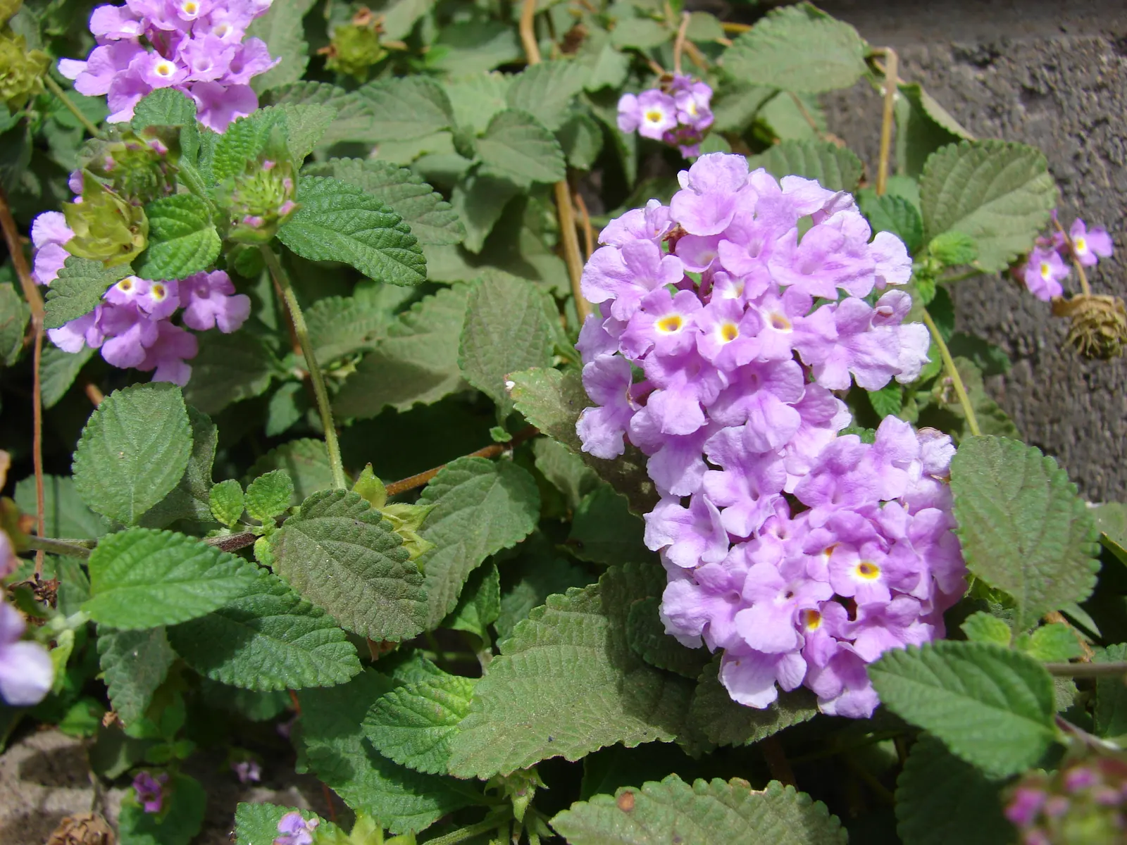 Trailing Lantana (Lantana Montevidensis) — lavender to purple flowers that bloom continuously in warm climates; ground cover for full or half, image 54