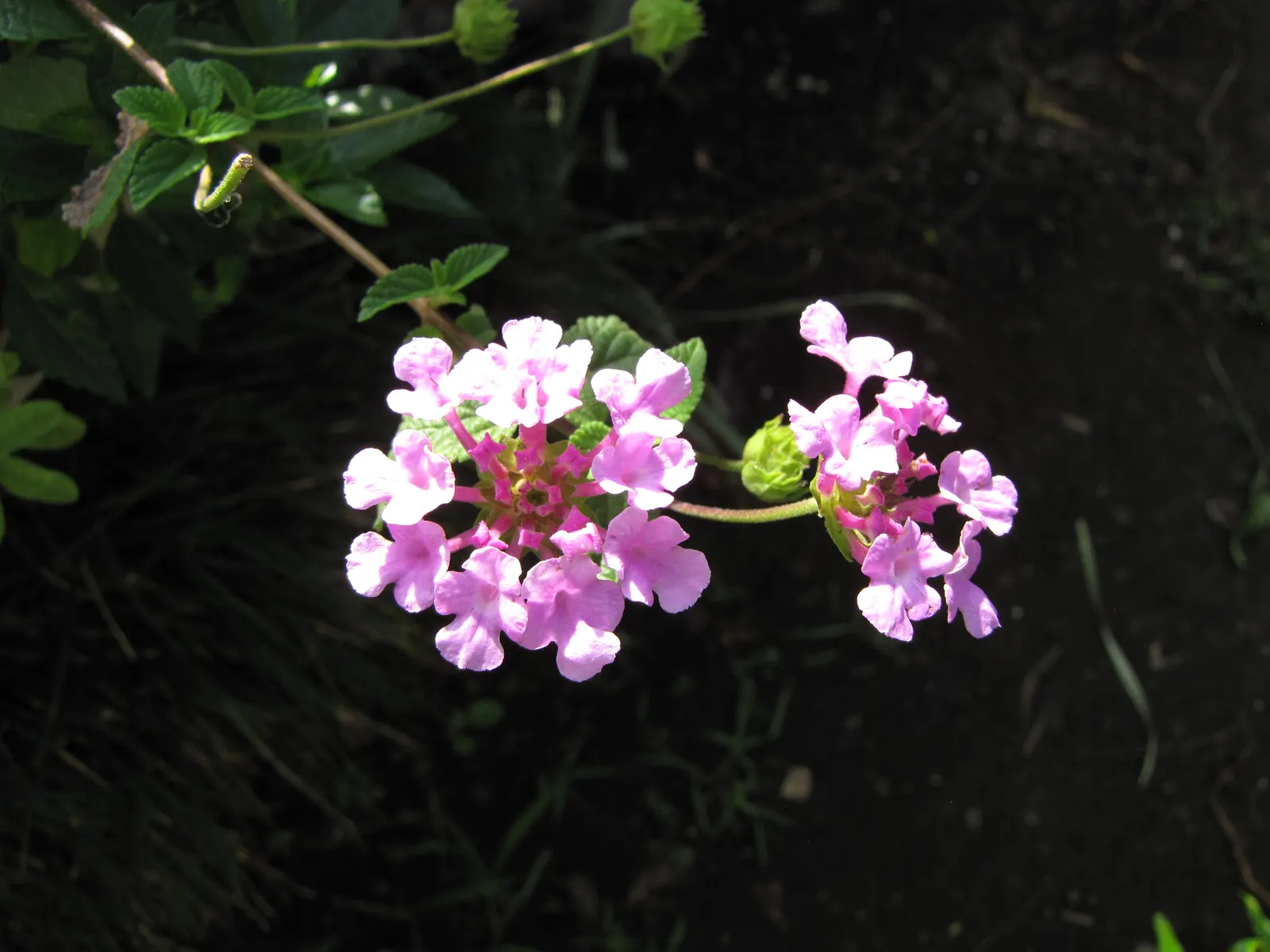 Trailing Lantana (Lantana Montevidensis) — These vibrant blossoms are not only visually appealing but also attract a plethora of pollinators
