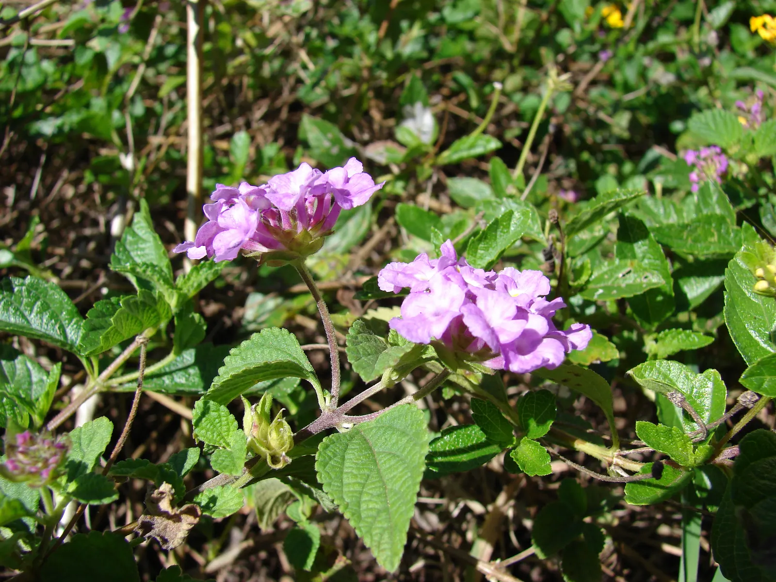 Trailing Lantana (Lantana Montevidensis) — this low-maintenance plant thrives in full sun and well-drained soils; including butterflies and, image 81