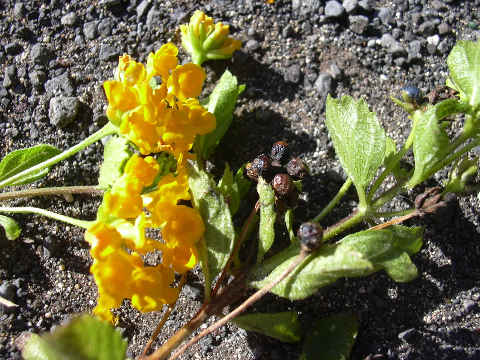 Trailing Lantana (Lantana Montevidensis) — vibrant green foliage and clusters of petite; it performs best in well-drained soils and benefits from moderate