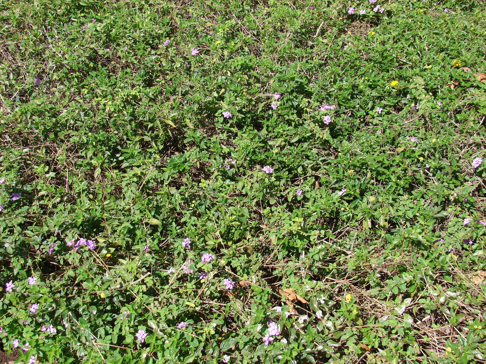 Trailing Lantana (Lantana Montevidensis) — this low-maintenance plant thrives in full sun and well-drained soils; including butterflies and hummingbirds