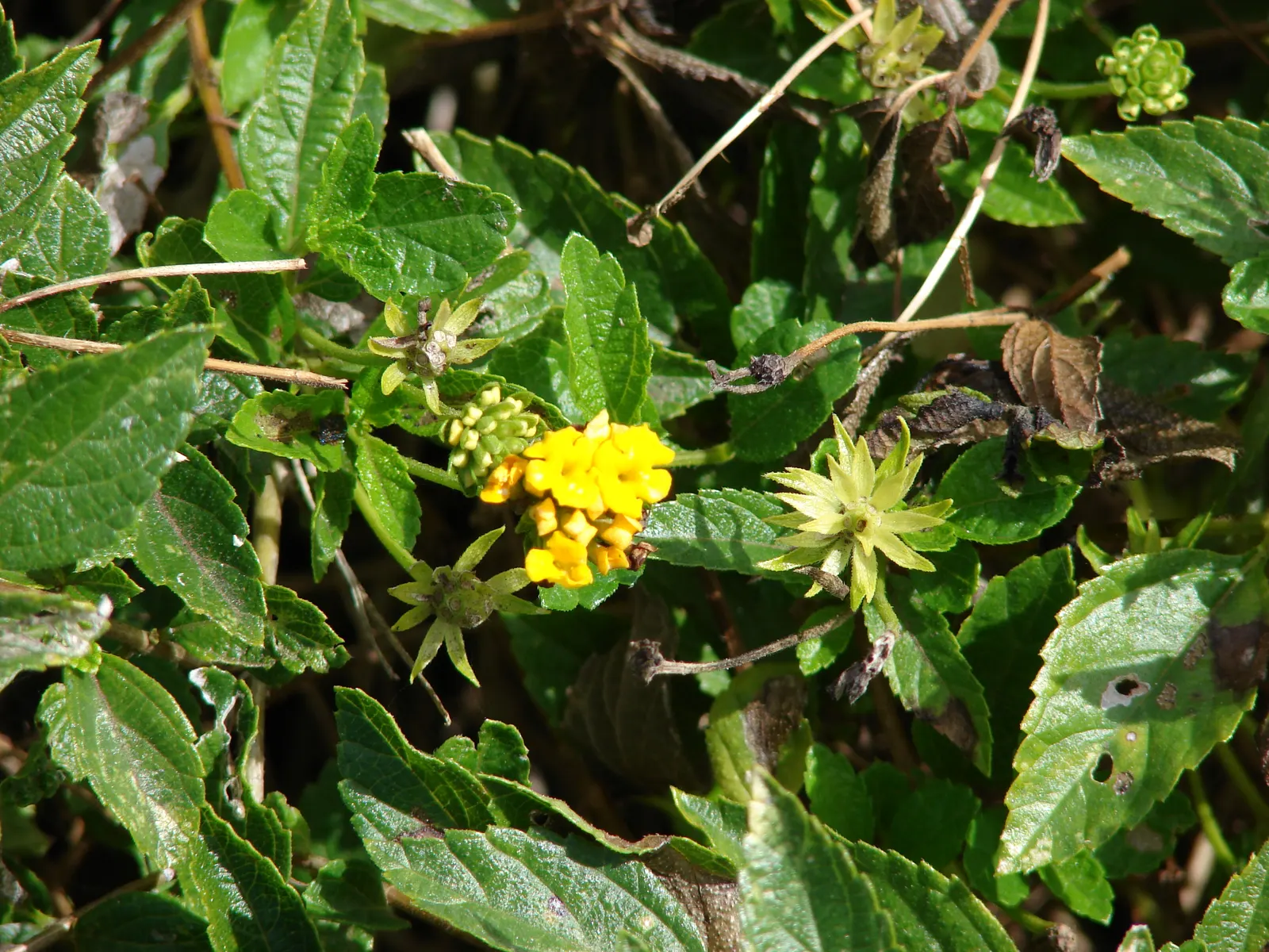Trailing Lantana (Lantana Montevidensis) — making it a practical and picturesque addition to your client's garden