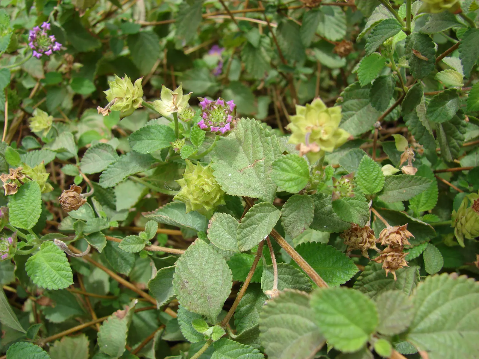 Trailing Lantana (Lantana Montevidensis) — Originating from South America; showcasing a dense mat of dark green, image 84