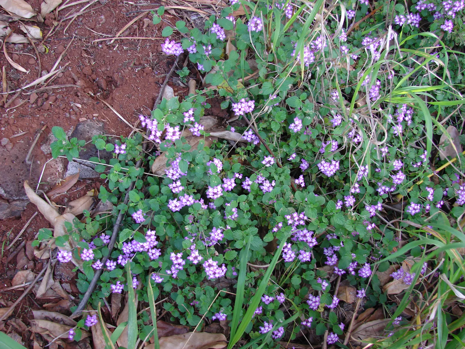 Trailing Lantana (Lantana Montevidensis) — this low-maintenance plant thrives in full sun and well-drained soils; including butterflies and, image 56