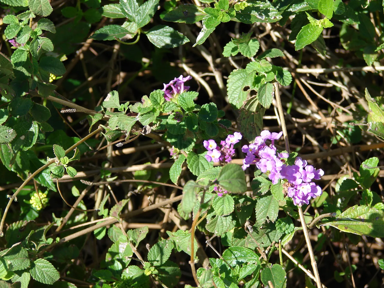 Trailing Lantana (Lantana Montevidensis) — and attracts butterflies and hummingbirds to the landscape; consider its spreading habit and ensure, image 82
