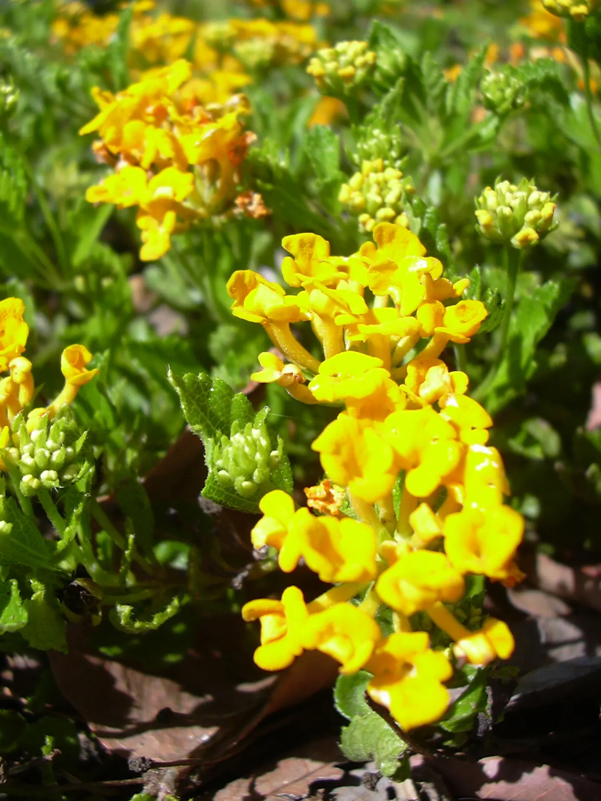 Trailing Lantana (Lantana Montevidensis) — Trailing Lantana (Lantana montevidensis) is a sprawling evergreen groundcover known for its vigorous, image 51