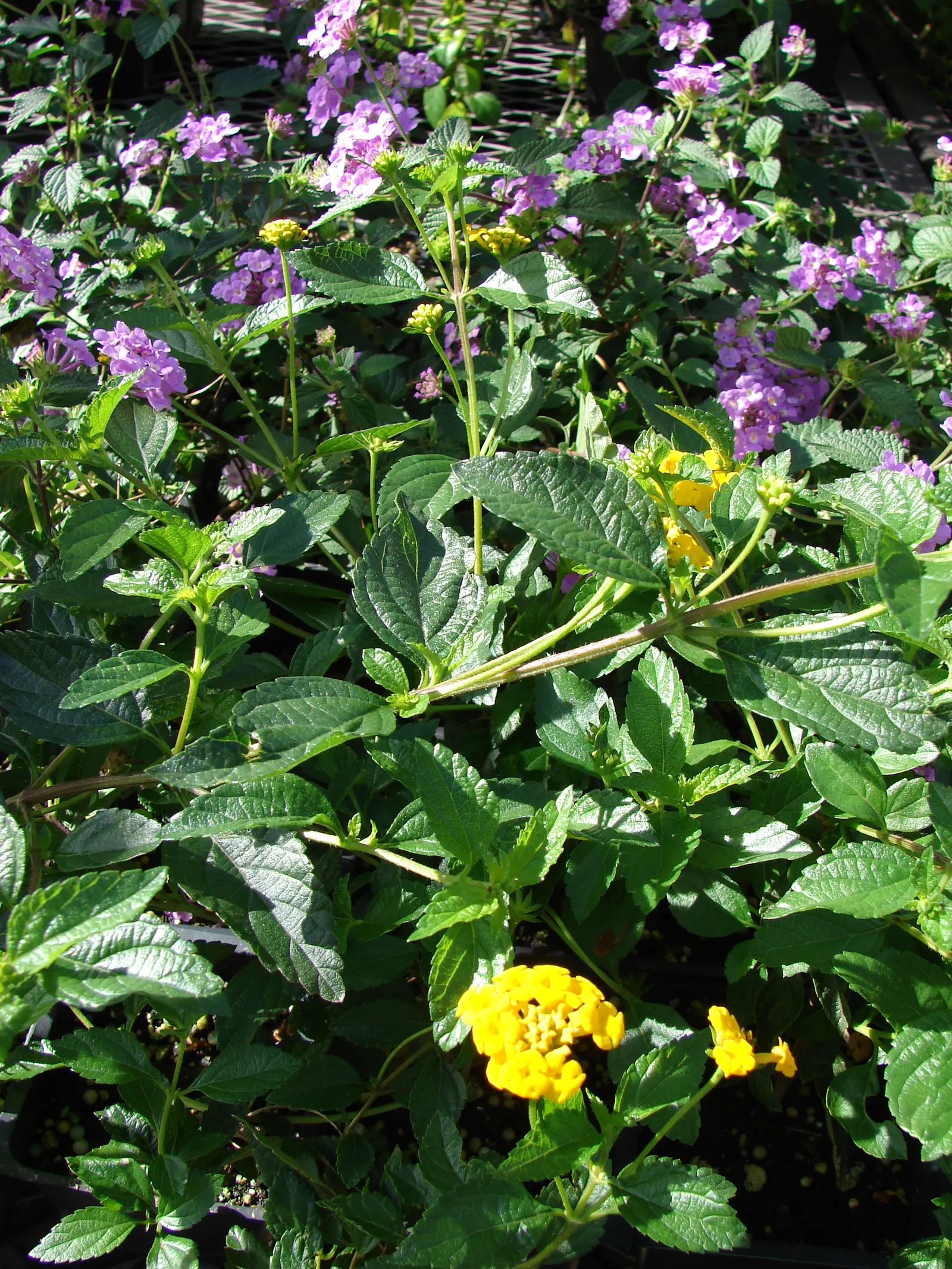 Trailing Lantana (Lantana Montevidensis) — including butterflies and hummingbirds