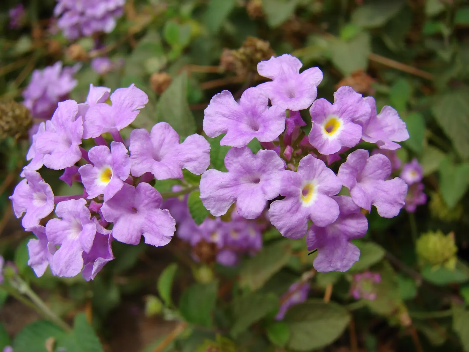 Trailing Lantana (Lantana Montevidensis) — reaching 2 feet in height with a spread of up to 5 feet; the plant is adorned with abundant clusters of, image 52