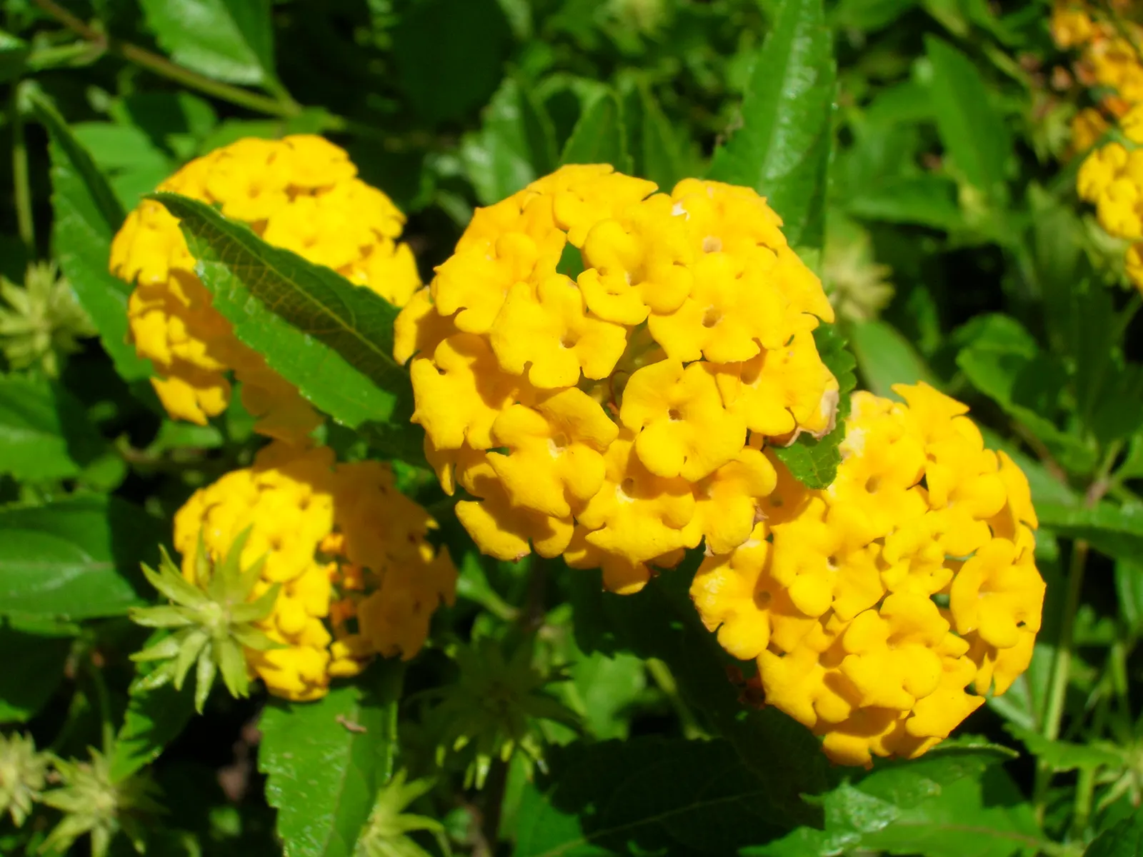 Trailing Lantana (Lantana Montevidensis) — typically boasting shades of lavender; this low-maintenance plant thrives in full sun and well-drained, image 87