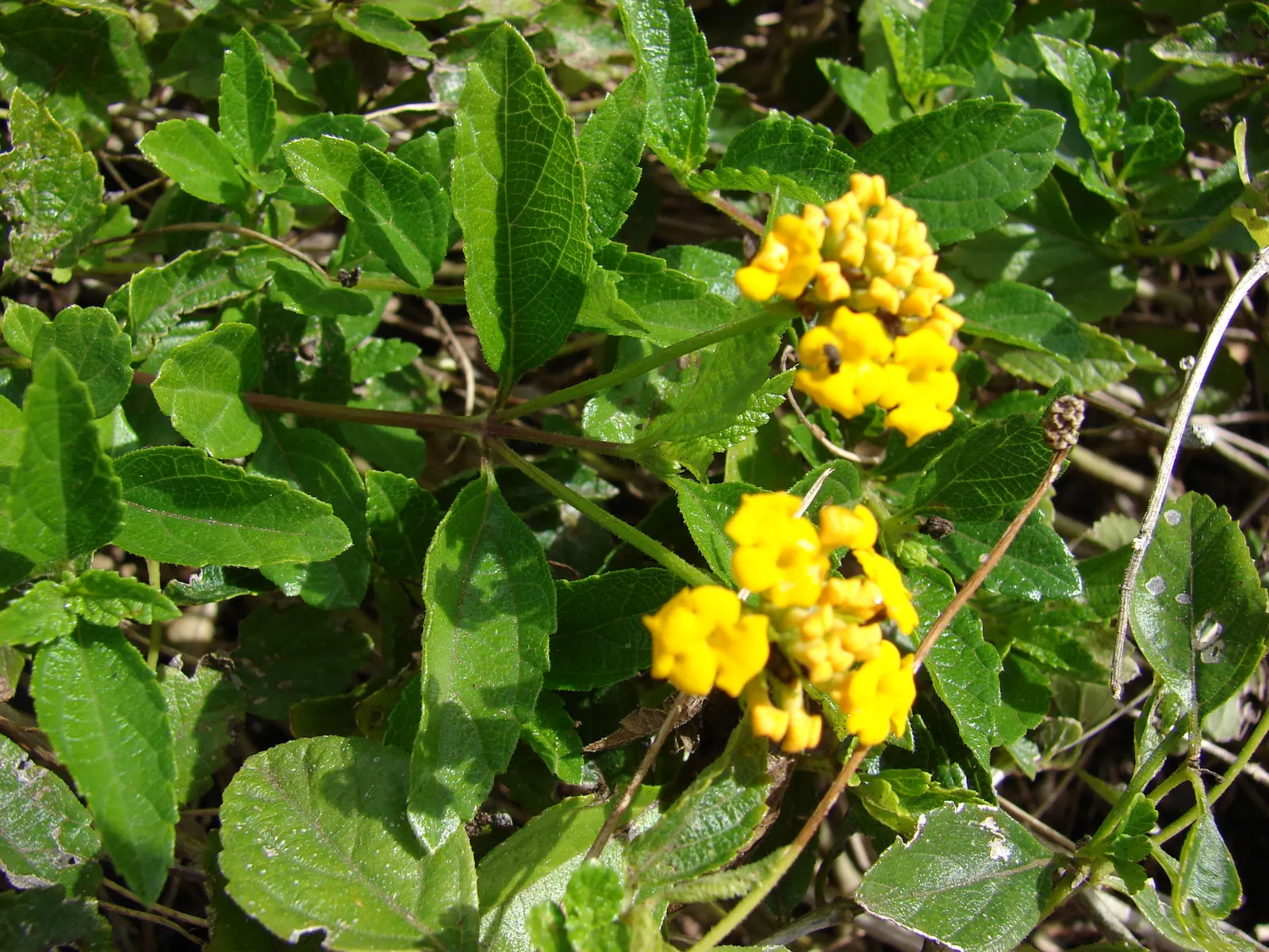 Trailing Lantana (Lantana Montevidensis) — ground cover for full or half