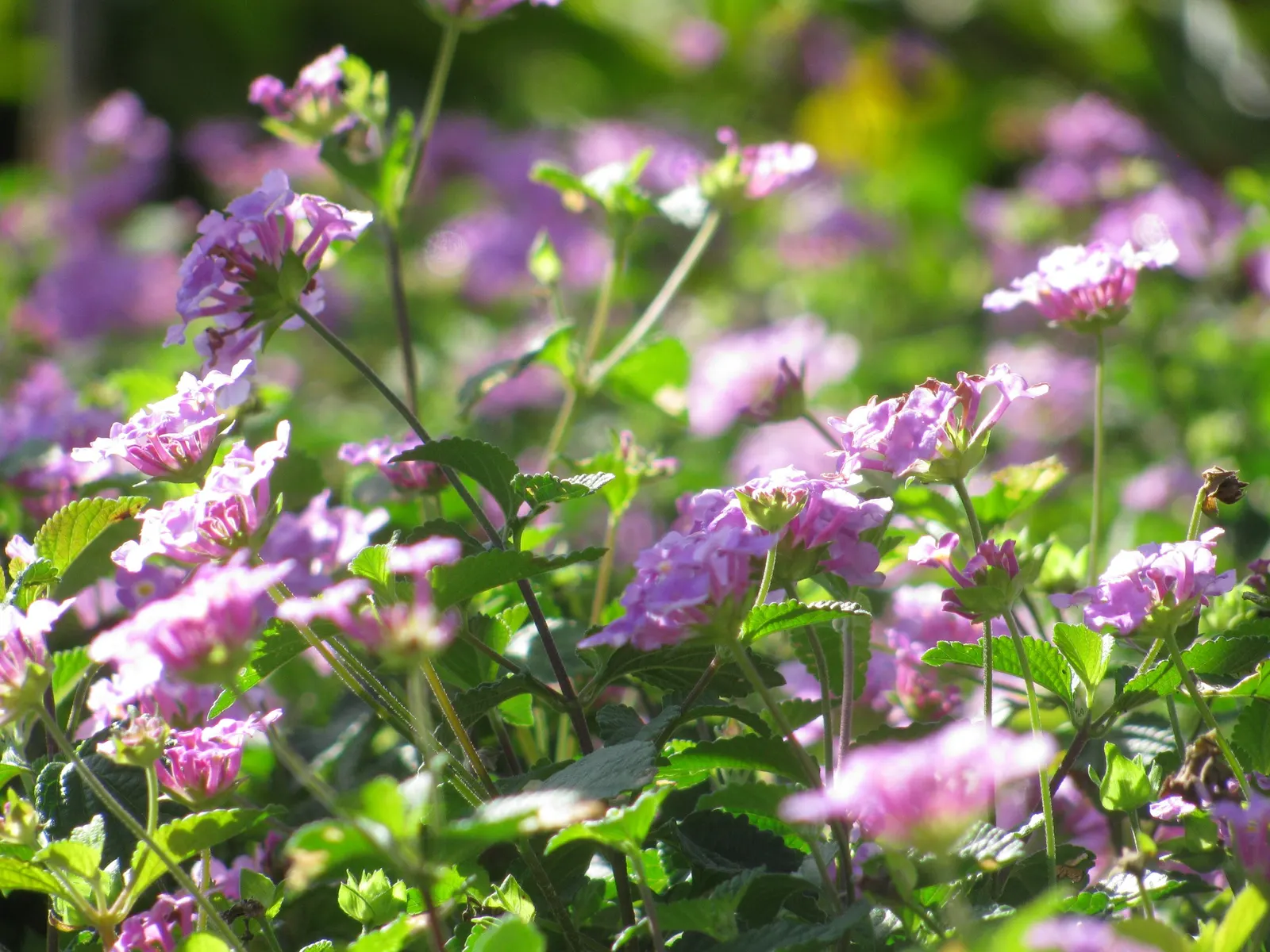 Trailing Lantana (Lantana Montevidensis) — the plant is adorned with abundant clusters of petite; ground cover with purple blooms