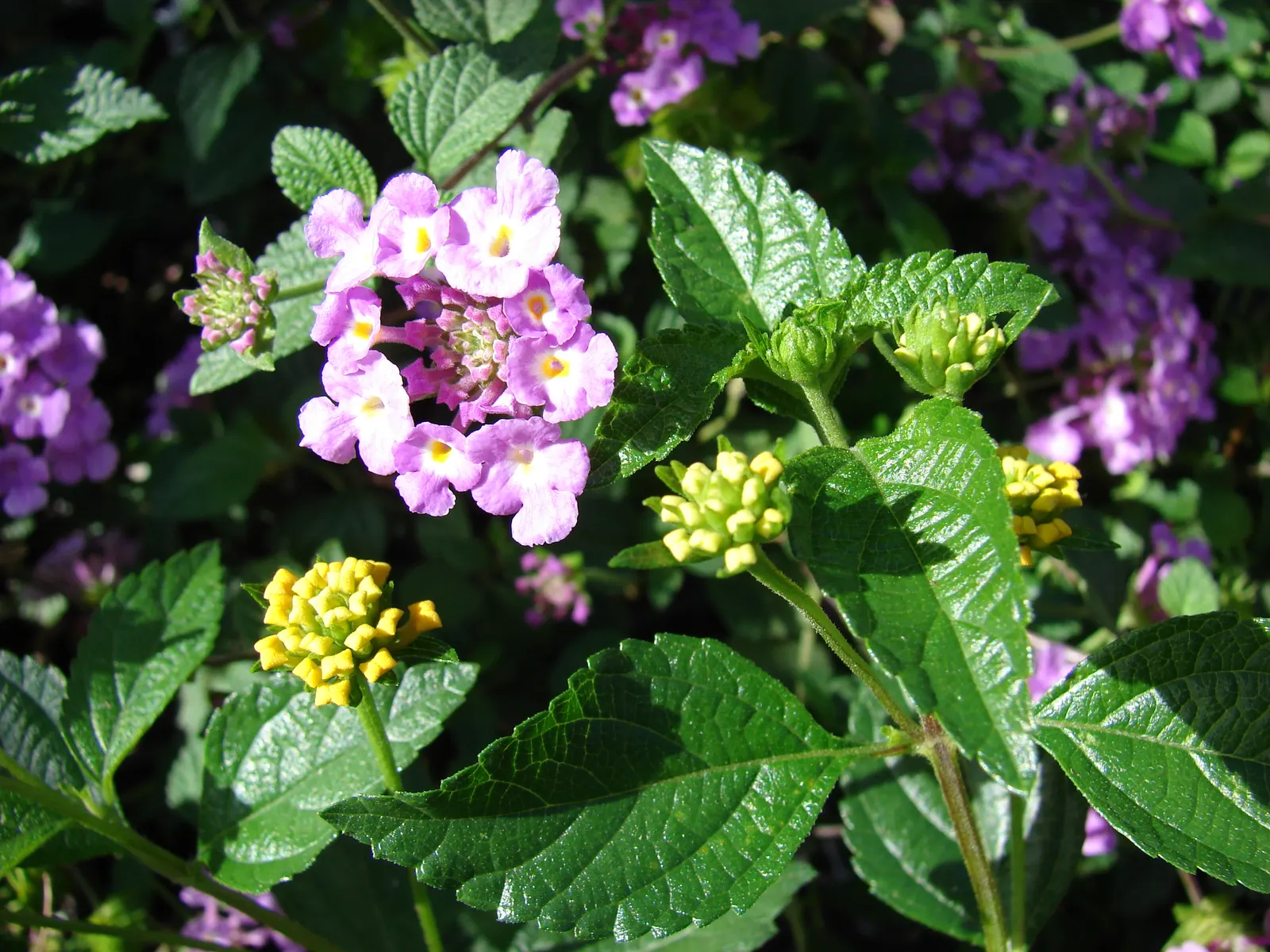 Trailing Lantana (Lantana Montevidensis) — the plant is adorned with abundant clusters of petite; ground cover with purple blooms, image 86