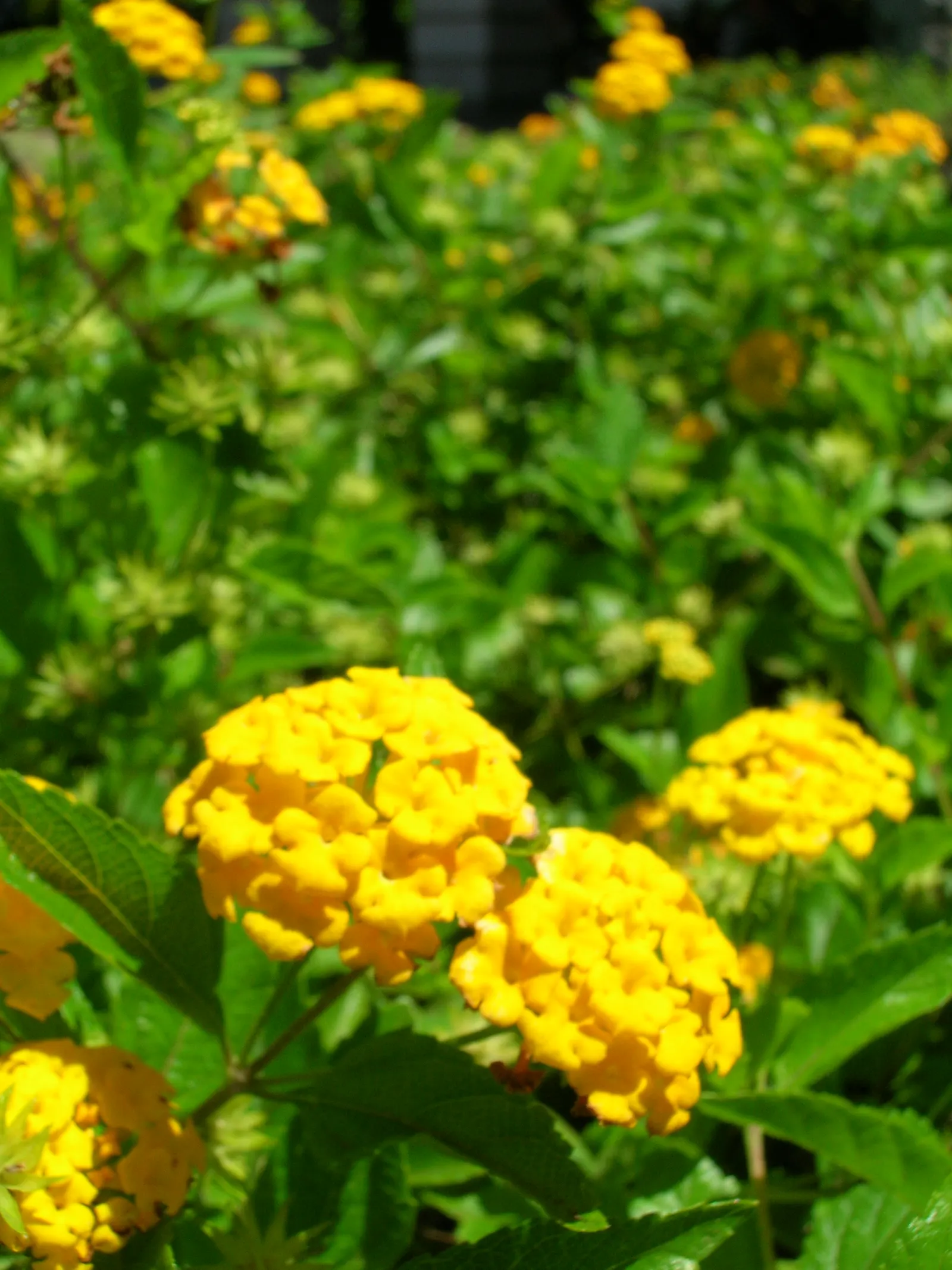 Trailing Lantana (Lantana Montevidensis) — ground cover for full or half; making it a practical and picturesque addition to your client's garden