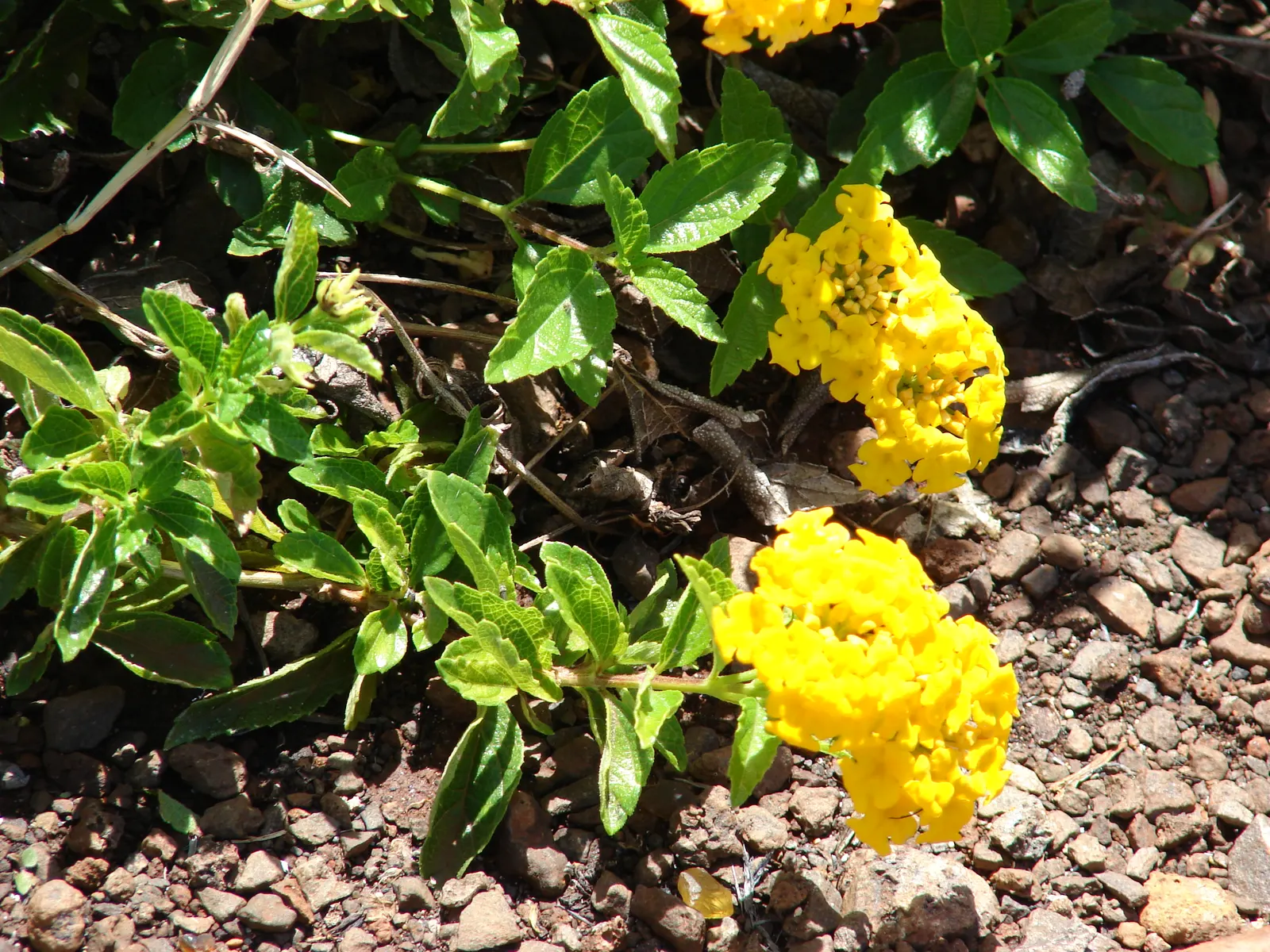 Trailing Lantana (Lantana Montevidensis) — lavender to purple flowers that bloom continuously in warm climates; ground cover for full or half