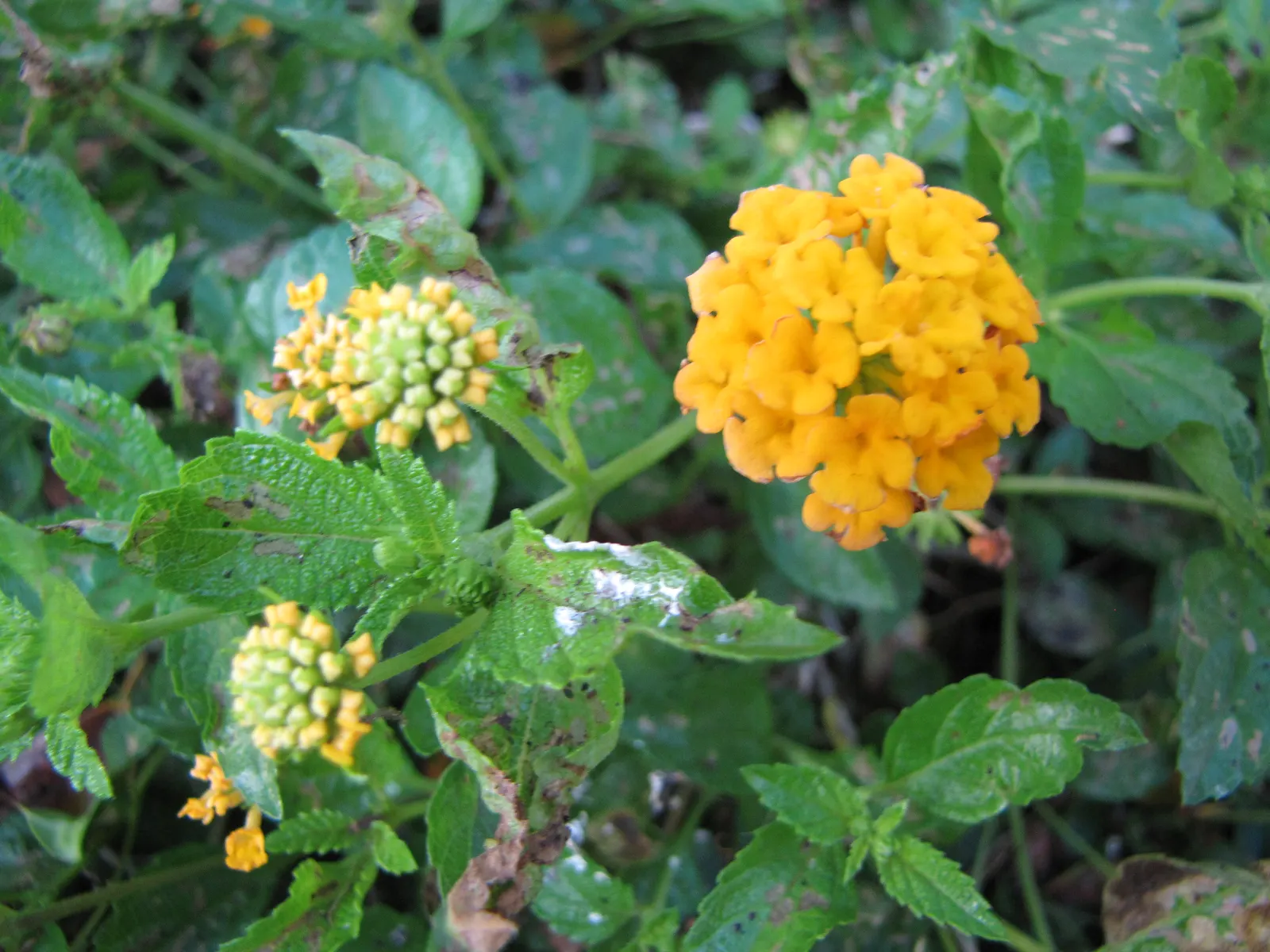 Trailing Lantana (Lantana Montevidensis) — It performs best in well-drained soils and benefits from moderate watering; purple flowers in the garden