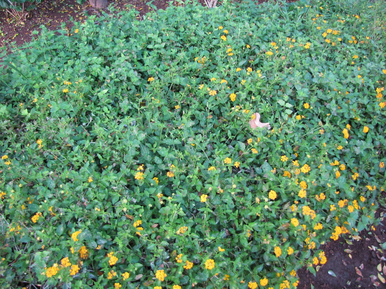 Trailing Lantana (Lantana Montevidensis) — the Trailing Lantana prefers full sun exposure; originating from South America