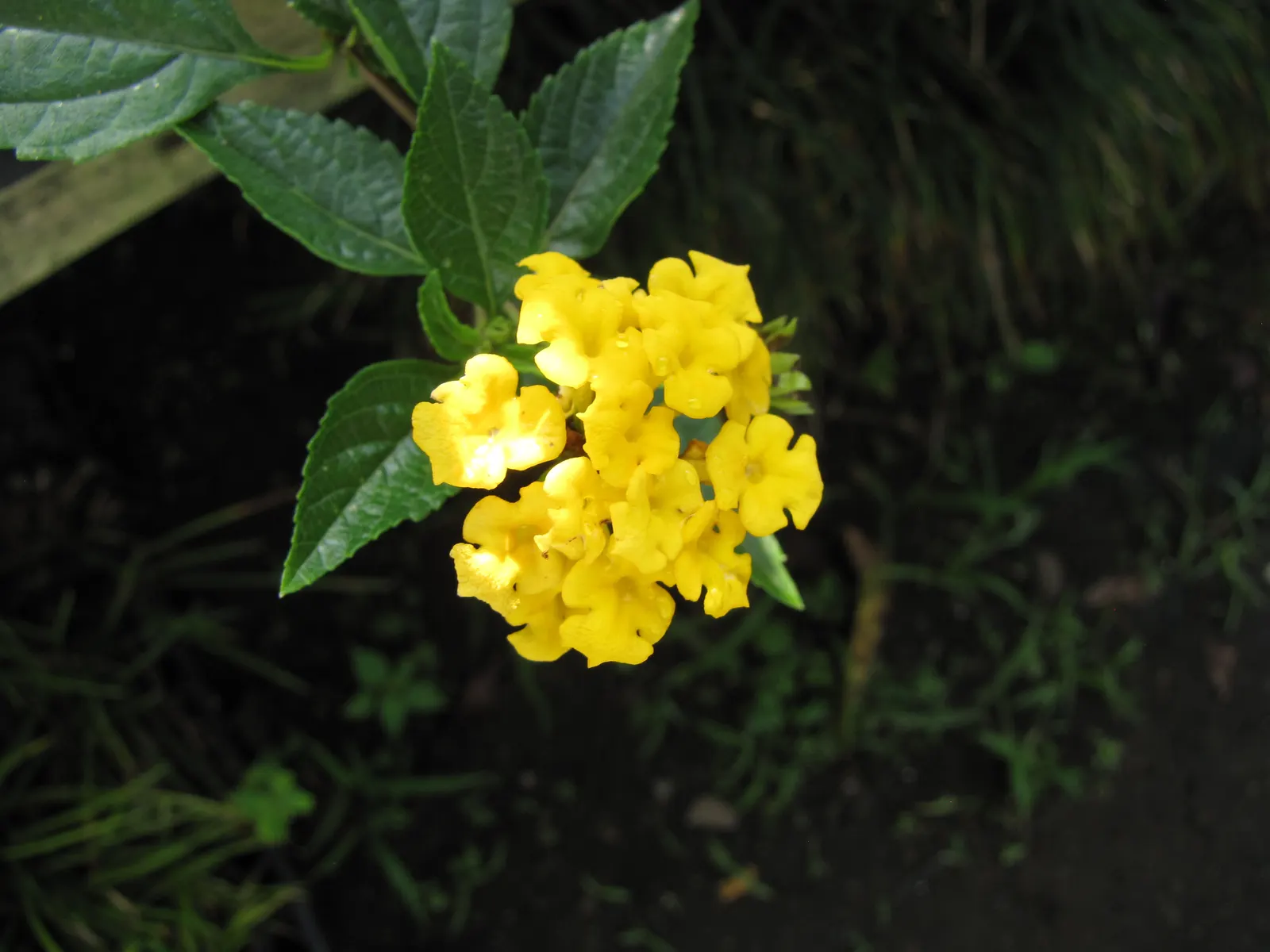 Trailing Lantana (Lantana Montevidensis) — typically boasting shades of lavender; this low-maintenance plant thrives in full sun and well-drained soils