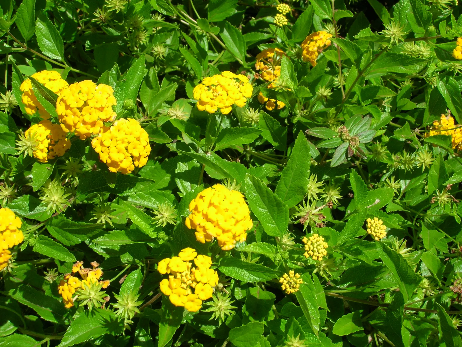 Trailing Lantana (Lantana Montevidensis) — When incorporating Trailing Lantana into the landscape design
