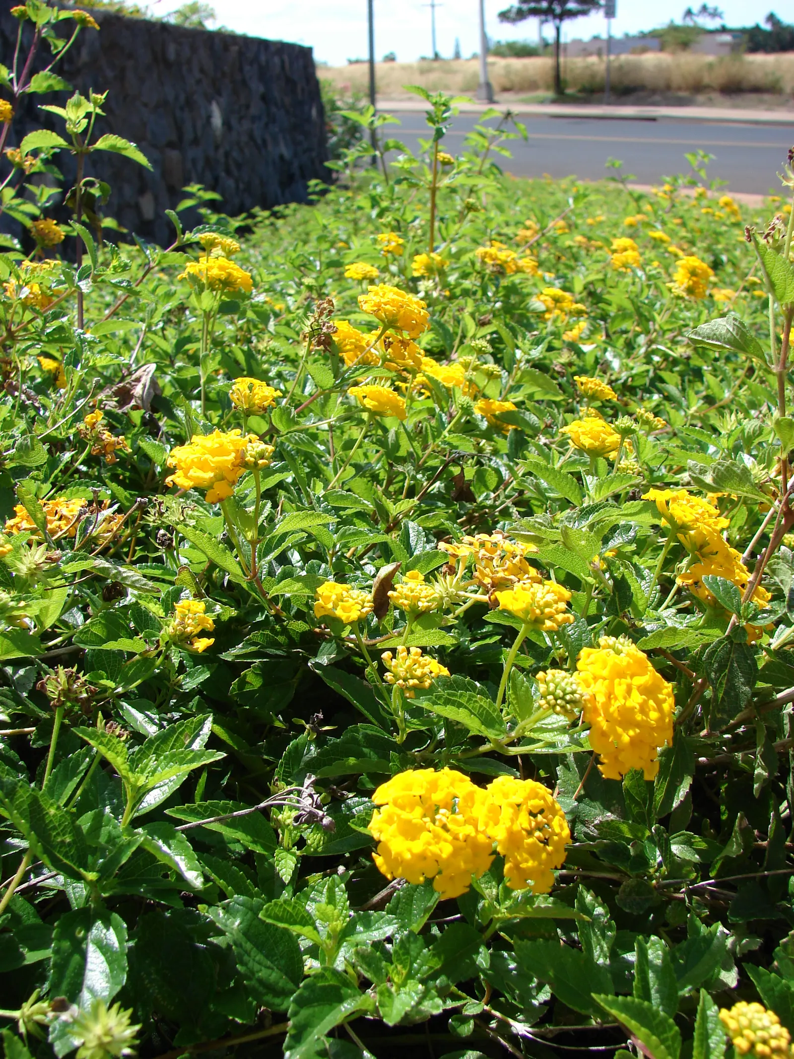 Trailing Lantana (Lantana Montevidensis) — reaching 2 feet in height with a spread of up to 5 feet; the plant is adorned with abundant clusters of petite