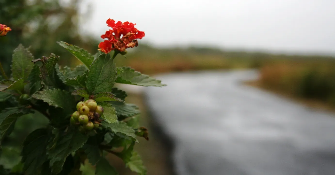 Trailing Lantana (Lantana Montevidensis) — Originating from South America; showcasing a dense mat of dark green