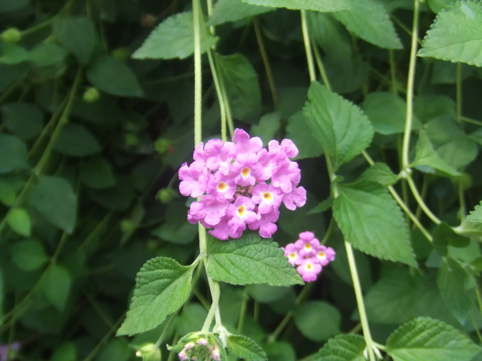 Trailing Lantana (Lantana Montevidensis) — making it an excellent choice for groundcover or spilling over retaining walls and containers