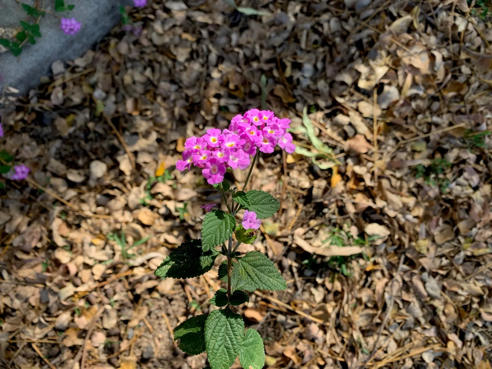 Trailing Lantana (Lantana Montevidensis) — adding dynamic life to the landscape.<br><br>For optimal growth; reaching 2 feet in height with a spread of up to 5