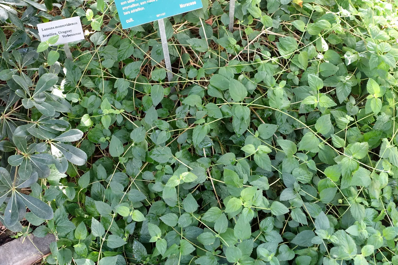 Trailing Lantana (Lantana Montevidensis) — Originating from South America