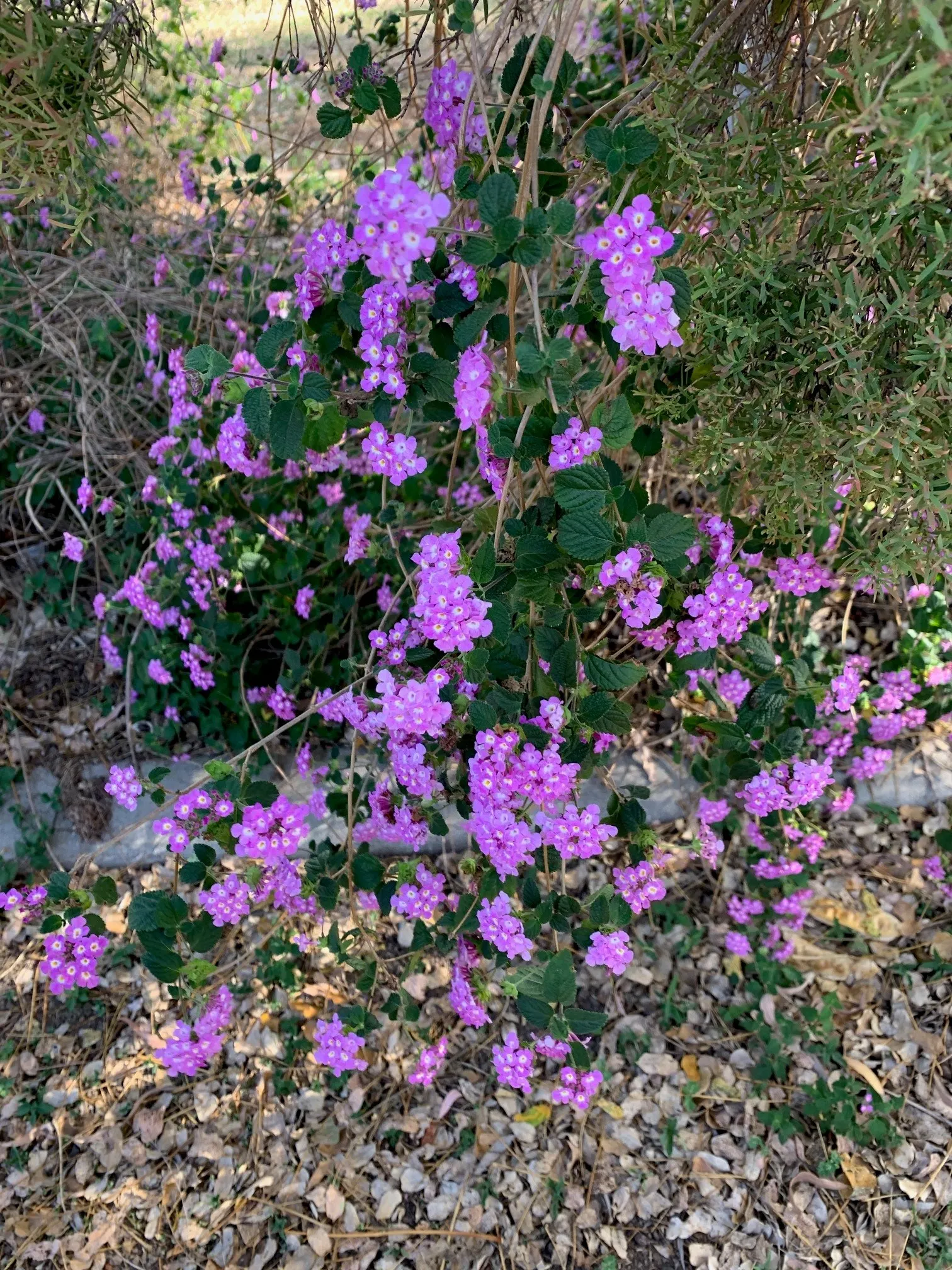 Trailing Lantana (Lantana Montevidensis) — showcasing a dense mat of dark green