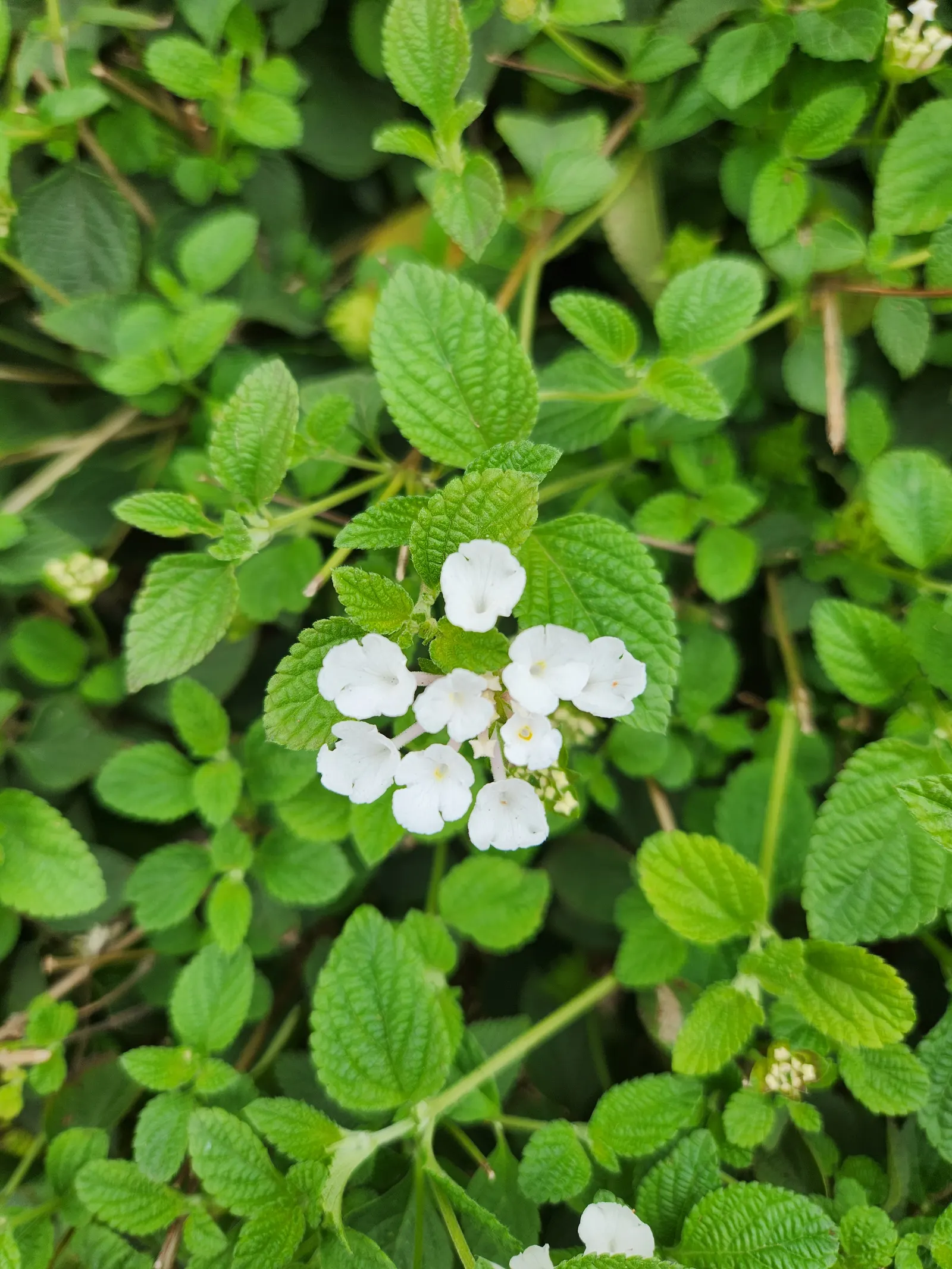 Trailing Lantana (Lantana Montevidensis) — including butterflies and hummingbirds; when incorporating Trailing Lantana into the landscape design