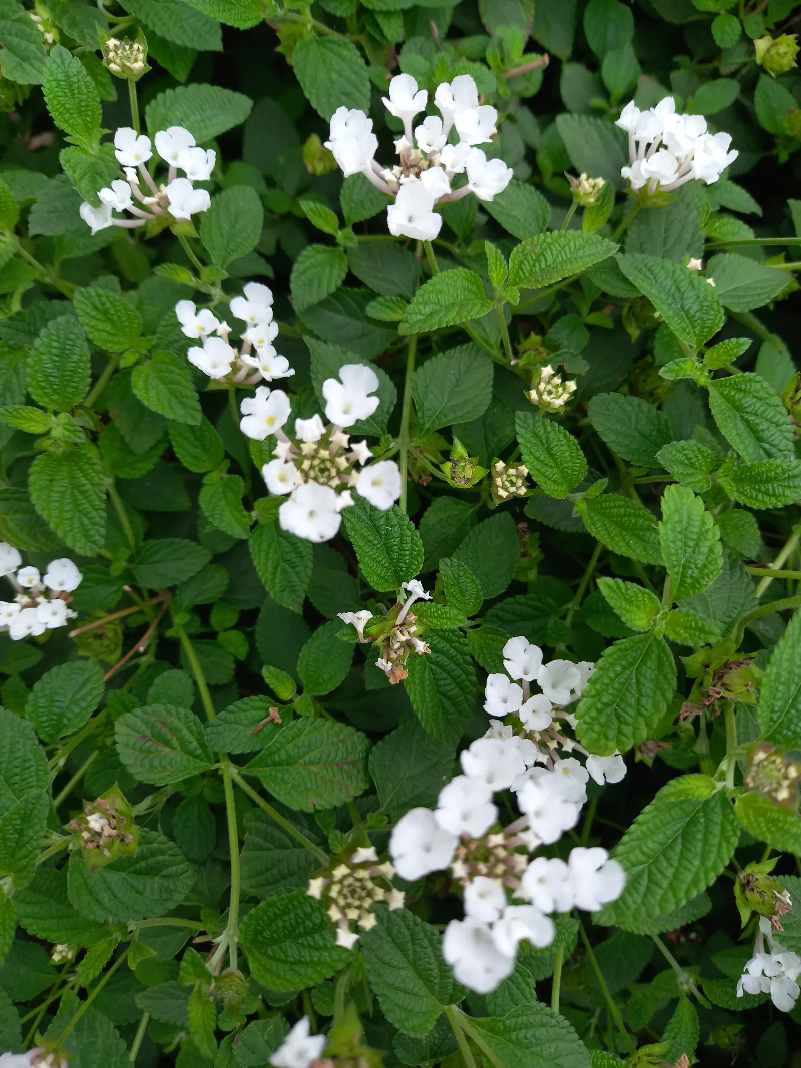 Trailing Lantana (Lantana Montevidensis) — These vibrant blossoms are not only visually appealing but also attract a plethora of pollinators, image 38