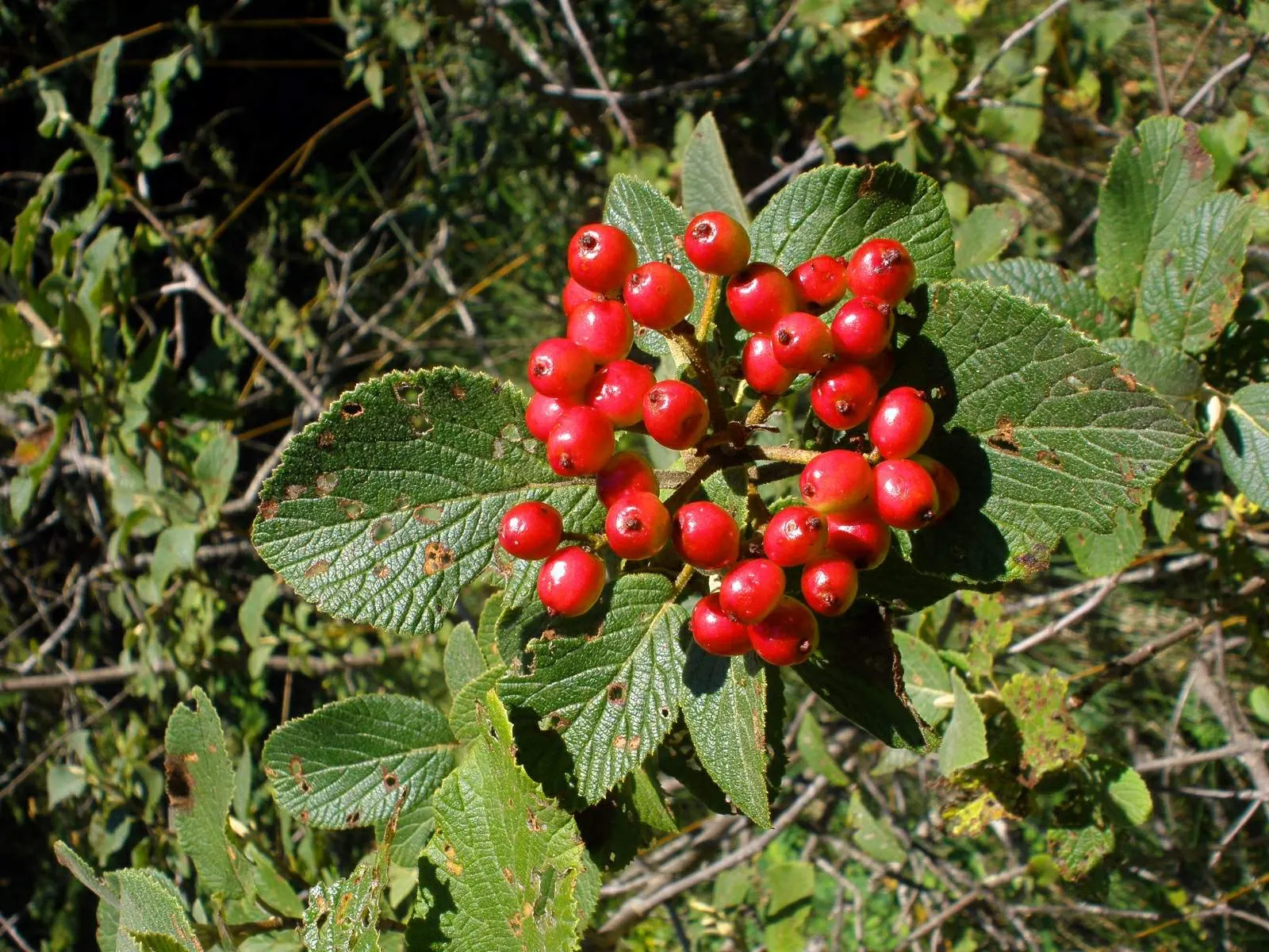 Trailing Lantana (Lantana Montevidensis) — showcasing a dense mat of dark green; requiring at least 6 hours of direct sunlight per day