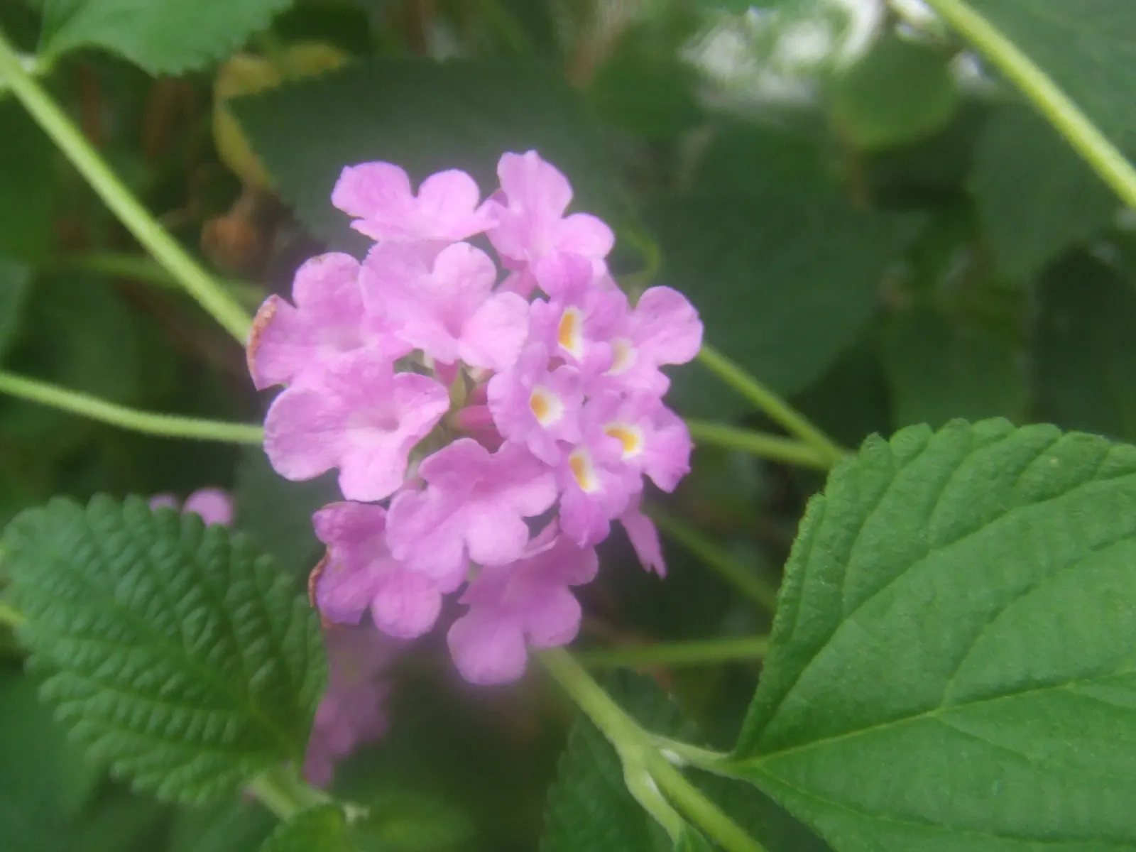 Trailing Lantana (Lantana Montevidensis) — involving occasional trimming to shape the plant and remove spent blooms to encourage continuous, image 44