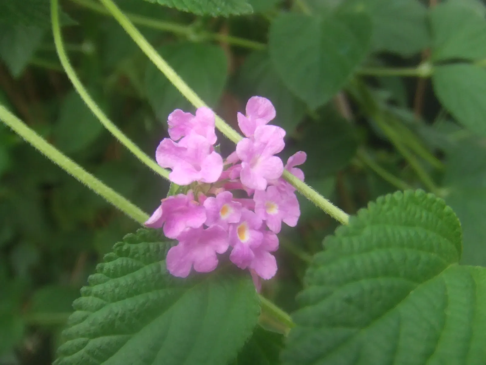 Trailing Lantana (Lantana Montevidensis) — the plant is adorned with abundant clusters of petite