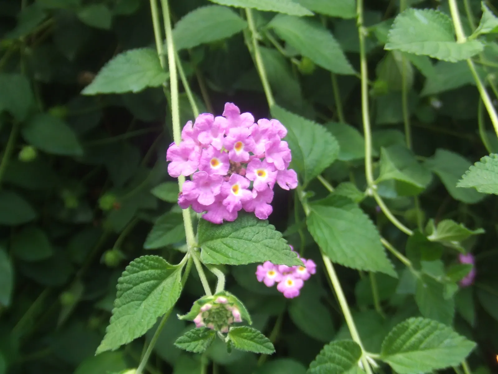 Trailing Lantana (Lantana Montevidensis) — When incorporating Trailing Lantana into the landscape design; typically boasting shades of lavender