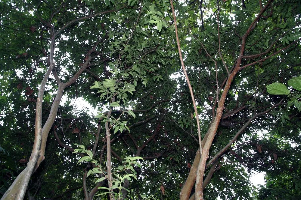 Yellow Guava (Psidium Littorale) — shrub / tree for full