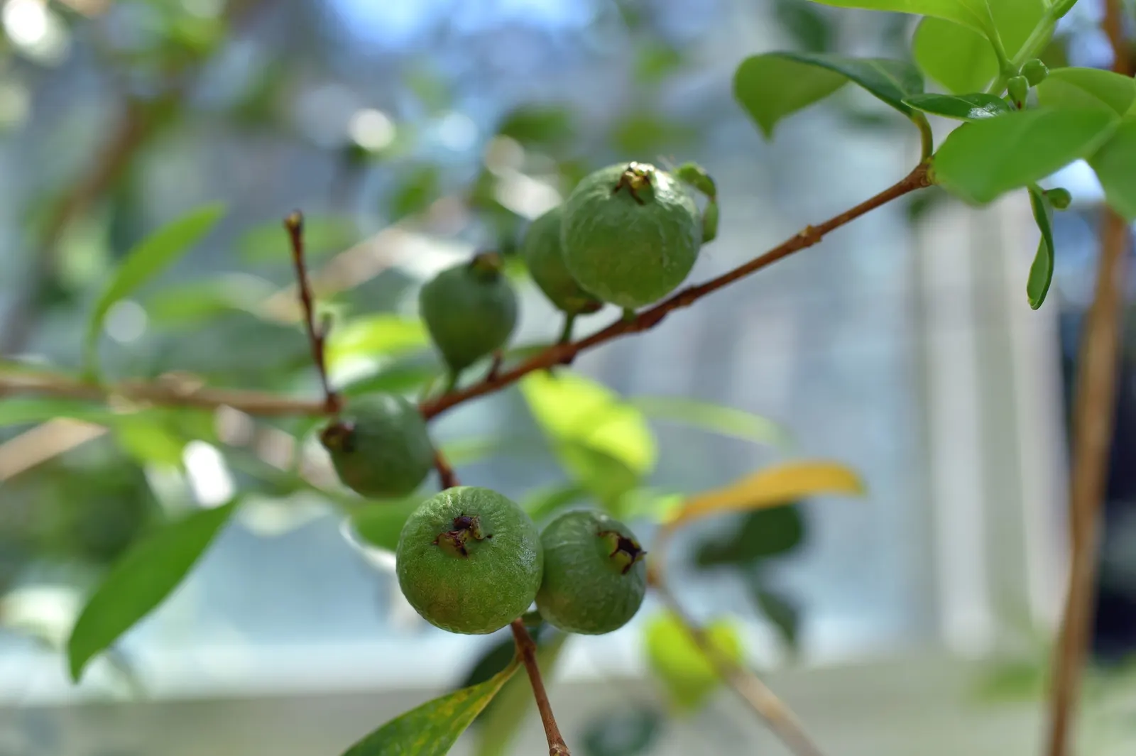 Yellow Guava (Psidium Littorale) — though it can tolerate short periods of drought once mature; presents a tropical allure with its lush foliage, image 98