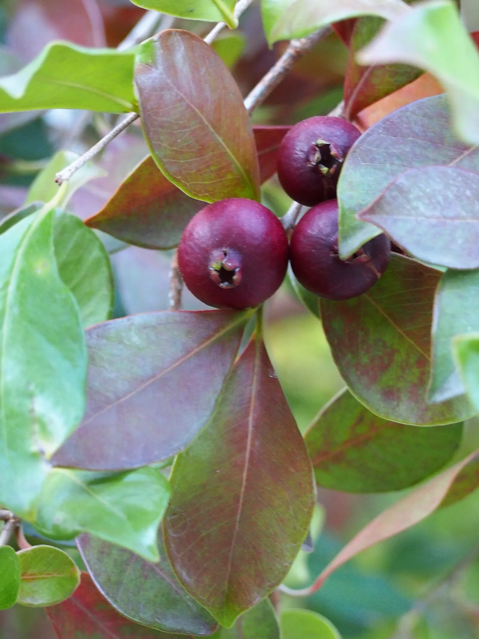 Yellow Guava (Psidium Littorale) — Hardy to USDA zones 9 through 11; these flowers are sure to attract pollinators, image 73
