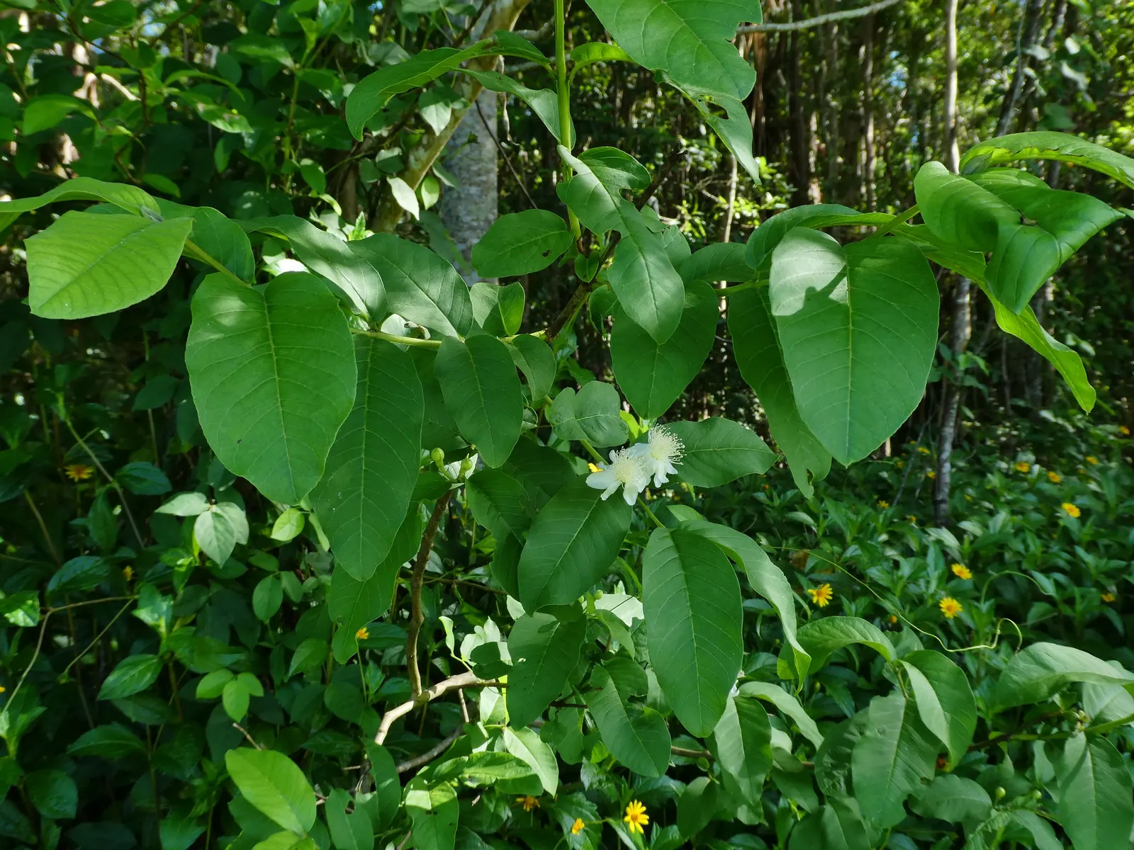 Yellow Guava (Psidium Littorale) — This evergreen shrub or small tree typically reaches an average height of 6 to 15 feet; making it a splendid choice for