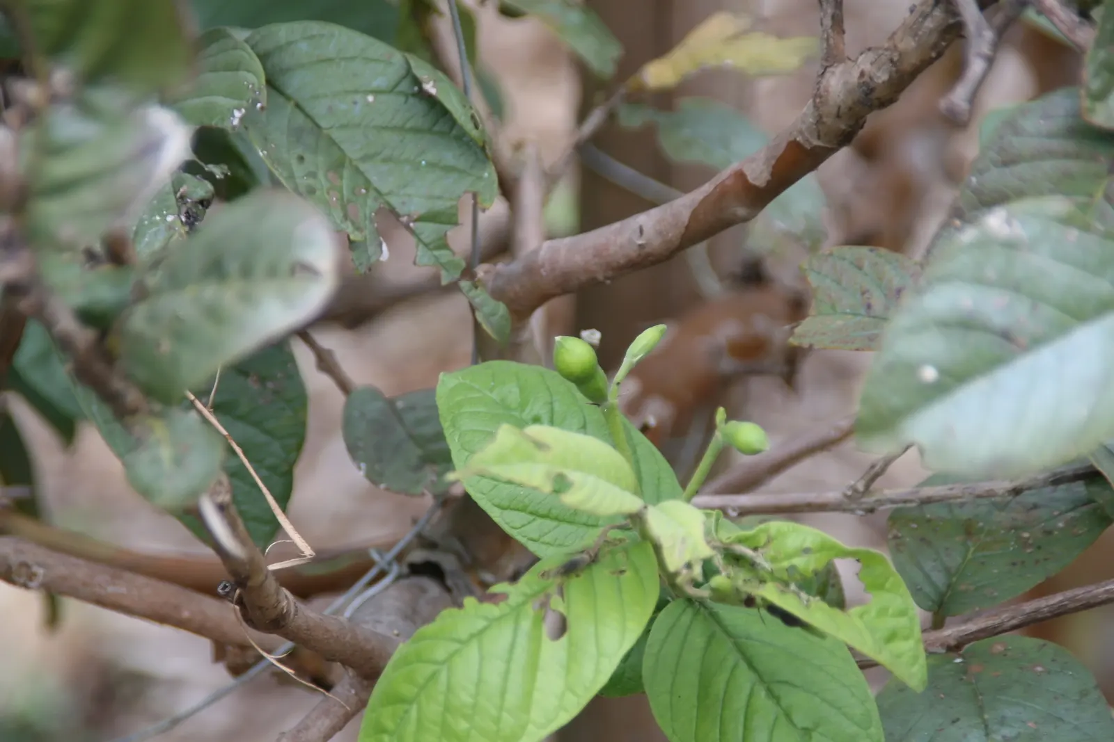 Yellow Guava (Psidium Littorale) — The Yellow Guava, Psidium littorale, is a subtropical evergreen shrub, reaching 6-15 ft in height
