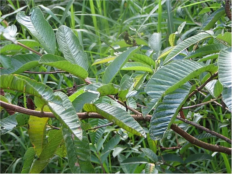 Yellow Guava (Psidium Littorale) — the plant bears yellow-skinned fruit; thrives in full sun to light shade; prefers well-draining soil