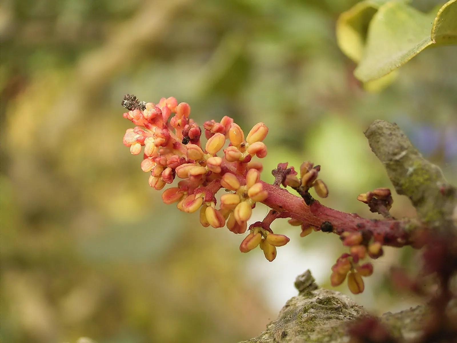 Yellow Guava (Psidium Littorale) — shrub / tree for full; as is periodic feeding with a balanced fertilizer to maintain robust health and maximize fruit