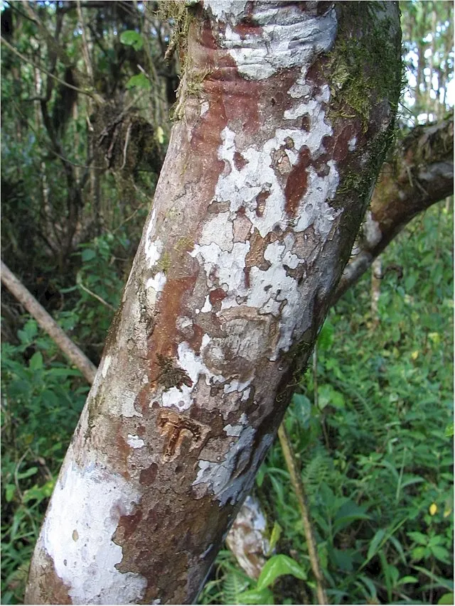 Yellow Guava (Psidium Littorale) — Ideal for accent or specimen planting, hedges, and edible landscapes