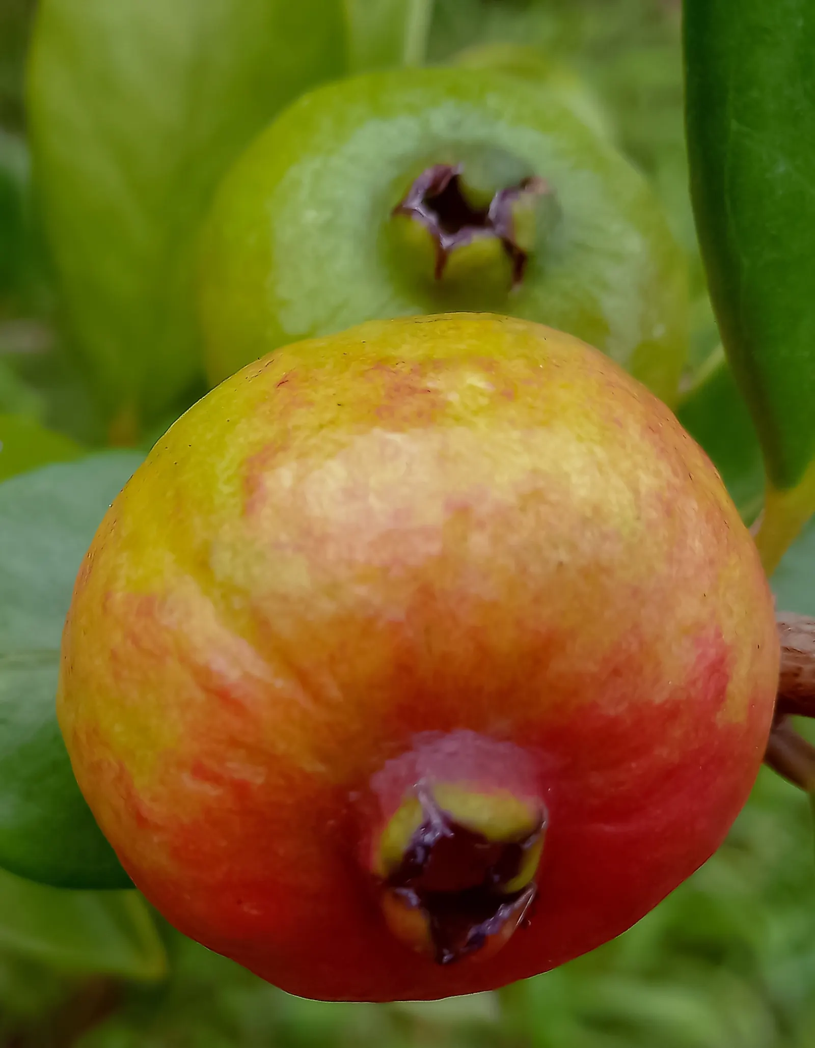 Yellow Guava (Psidium Littorale) — shrub / tree with white blooms; the plant bears yellow-skinned fruit, image 103