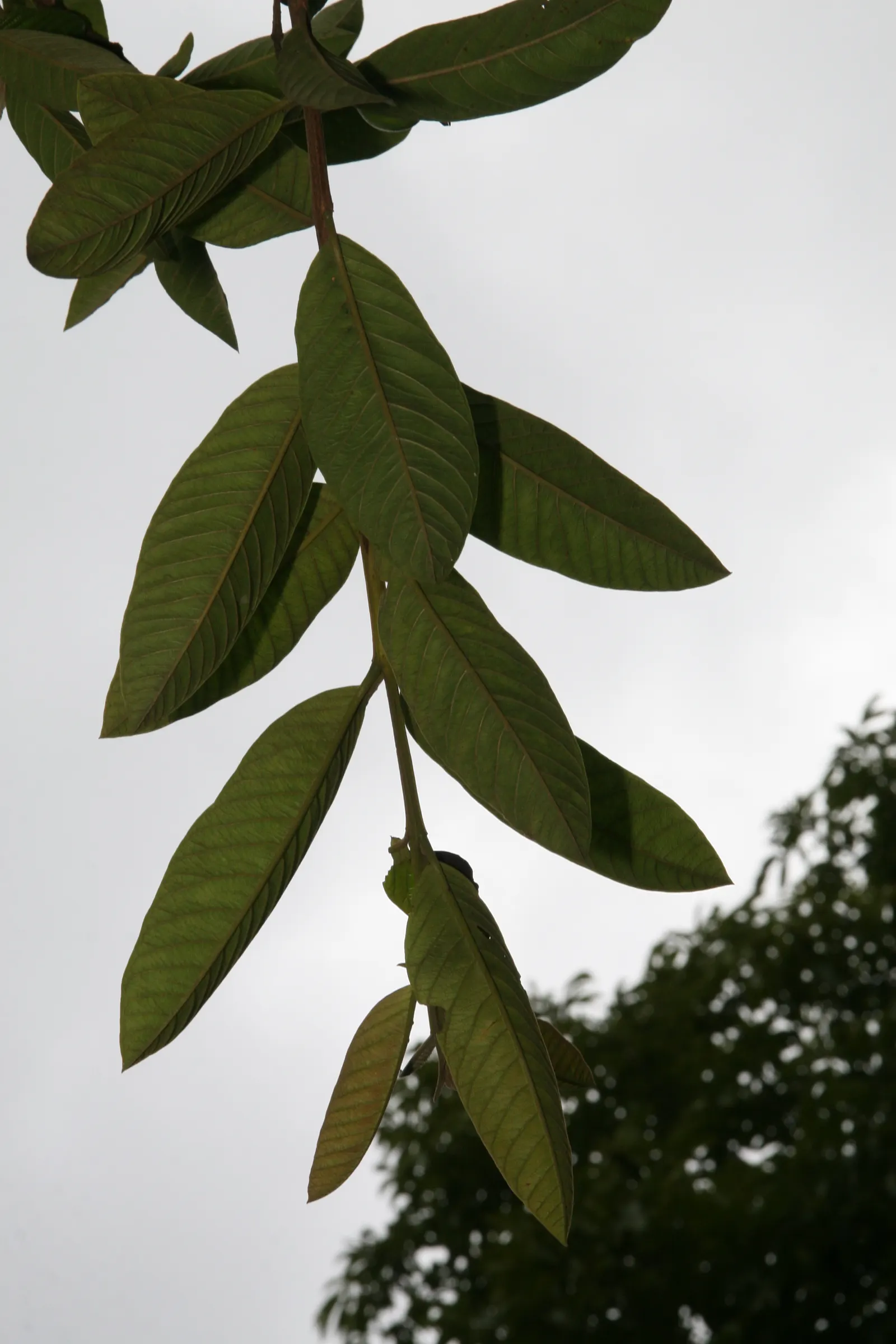 Yellow Guava (Psidium Littorale) — Rich in vitamin C, the fruits have a sweet-tart flavor; shrub / tree with white blooms, image 108