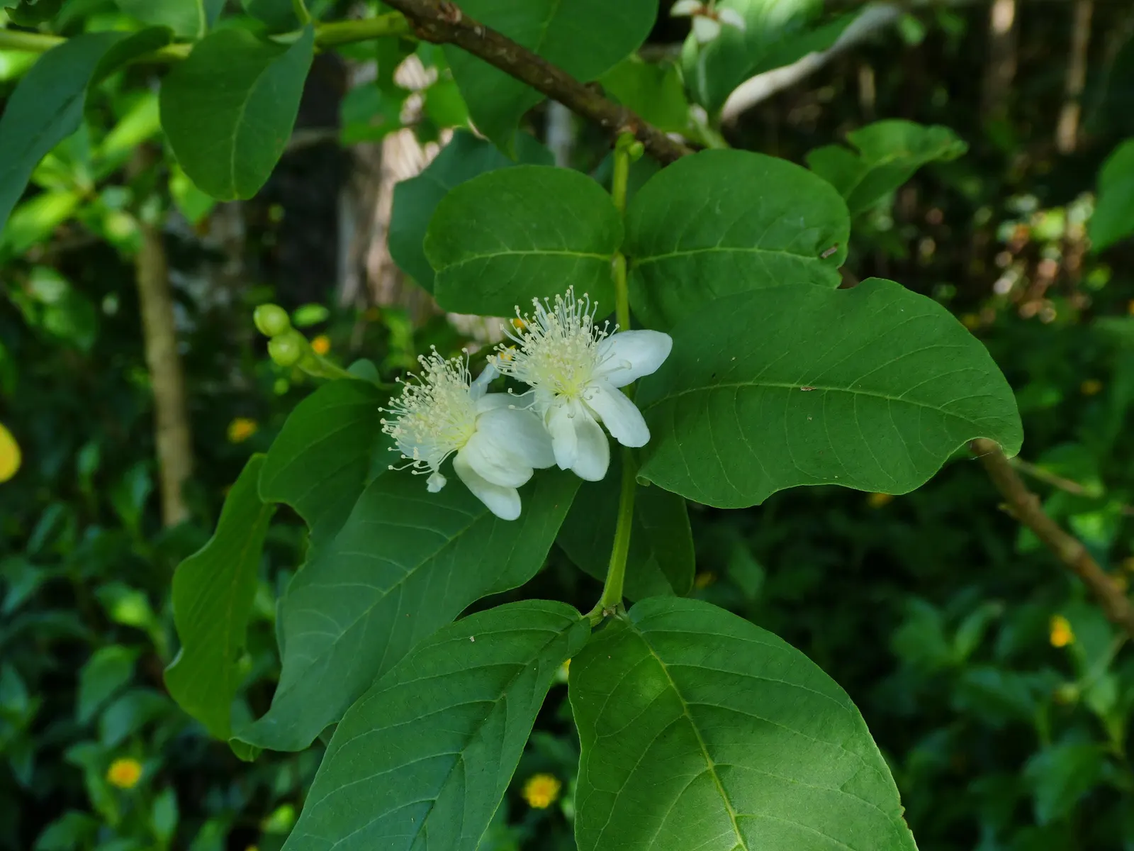 Yellow Guava (Psidium Littorale) — the plant bears yellow-skinned fruit