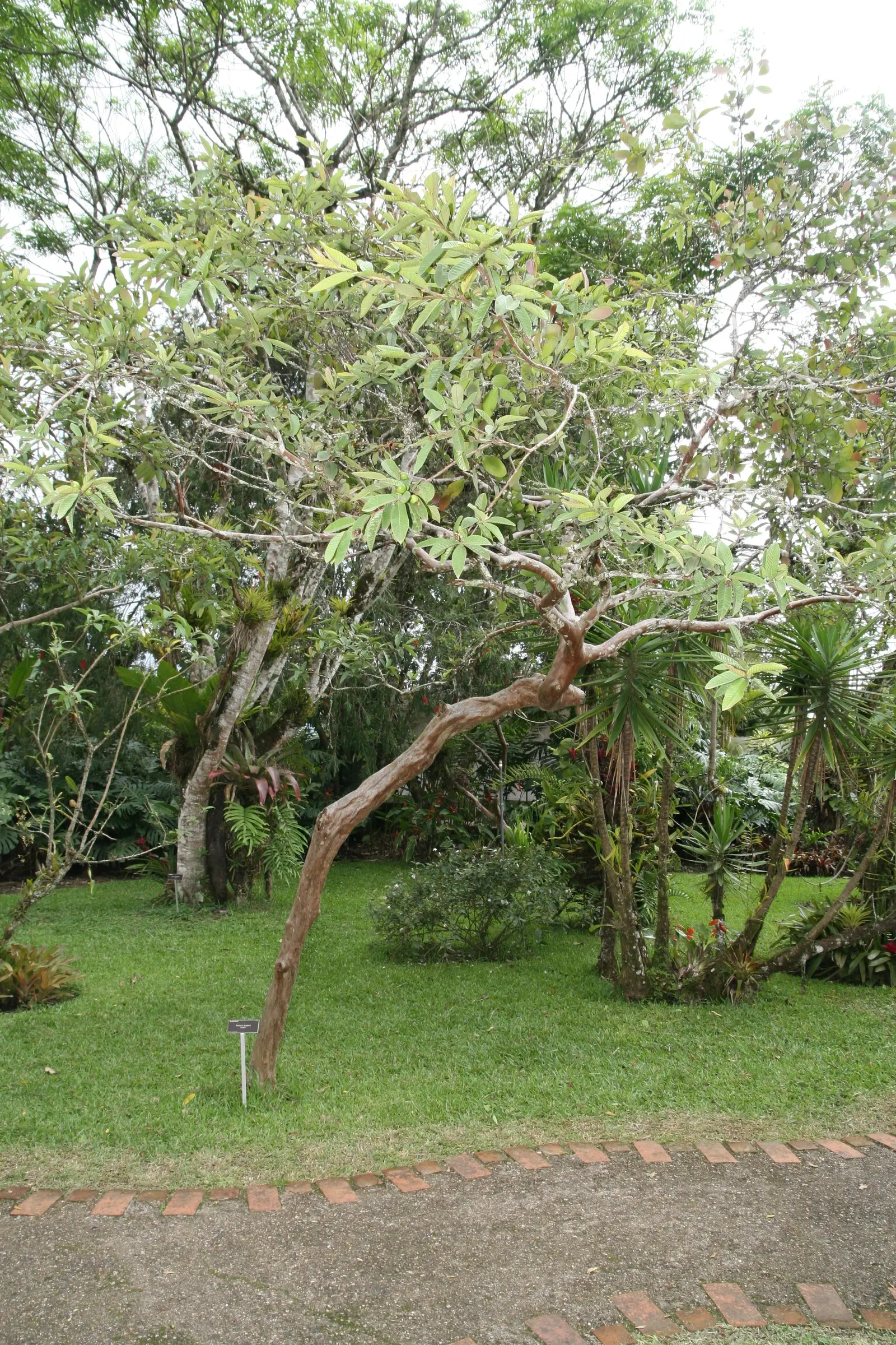Yellow Guava (Psidium Littorale) — white flowers in the garden; this evergreen shrub or small tree typically reaches an average height of 6 to 15, image 102