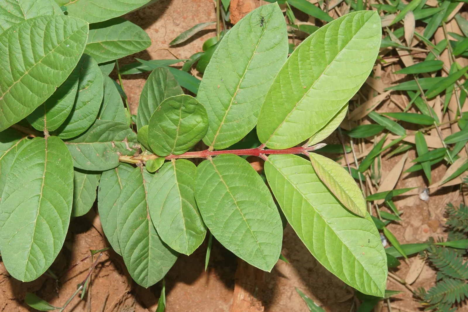 Yellow Guava (Psidium Littorale) — Hardy to USDA zones 9 through 11; these flowers are sure to attract pollinators, image 99