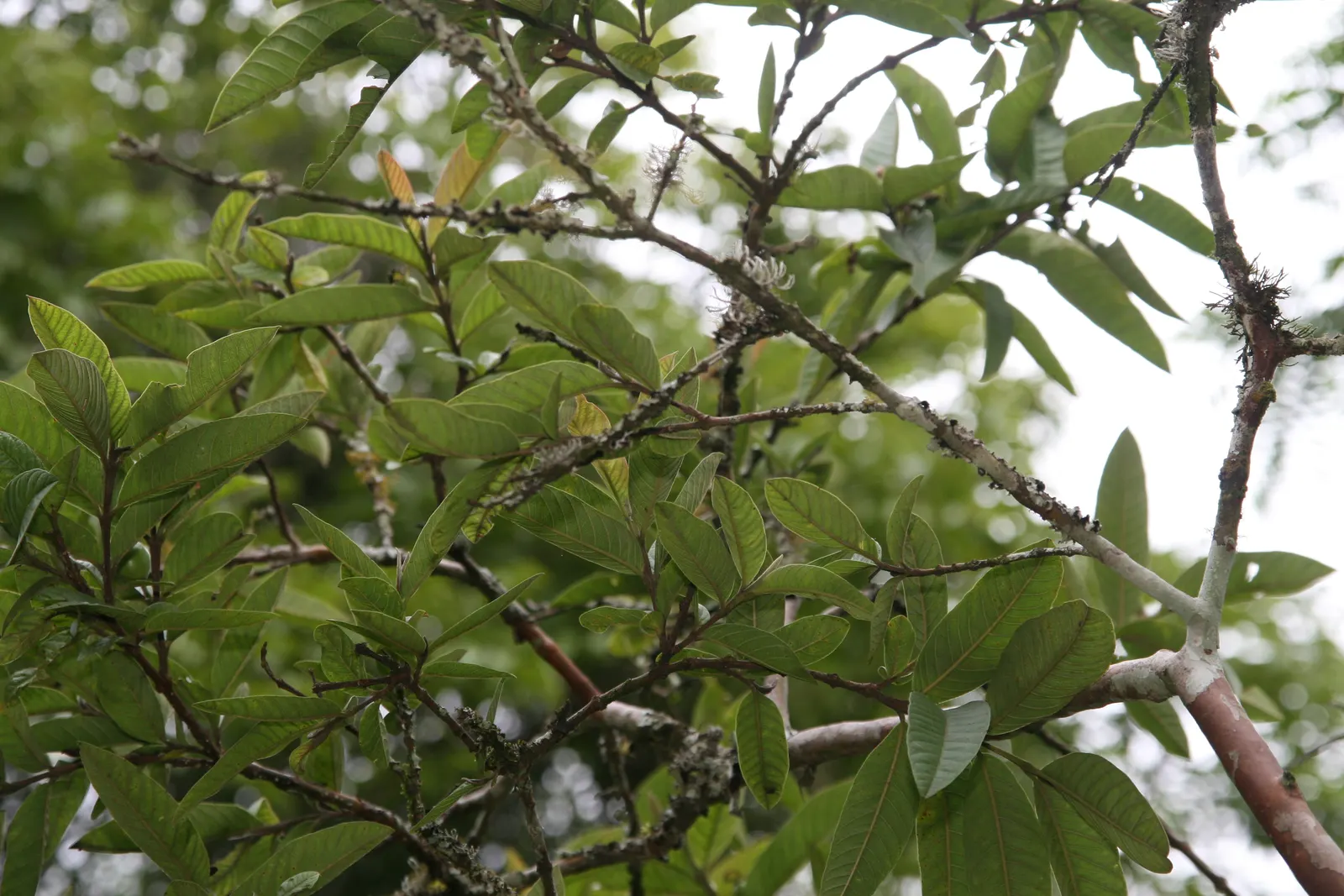 Yellow Guava (Psidium Littorale) — as is periodic feeding with a balanced fertilizer to maintain robust health and maximize fruit production; its leathery