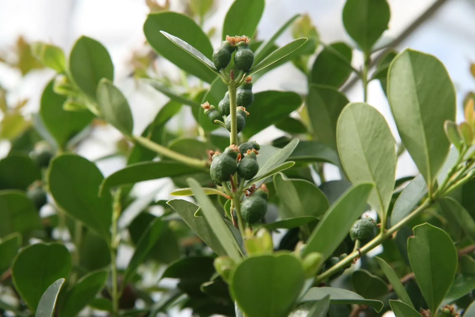 Yellow Guava (Psidium Littorale) — shrub / tree for full; as is periodic feeding with a balanced fertilizer to maintain robust health and maximize, image 78