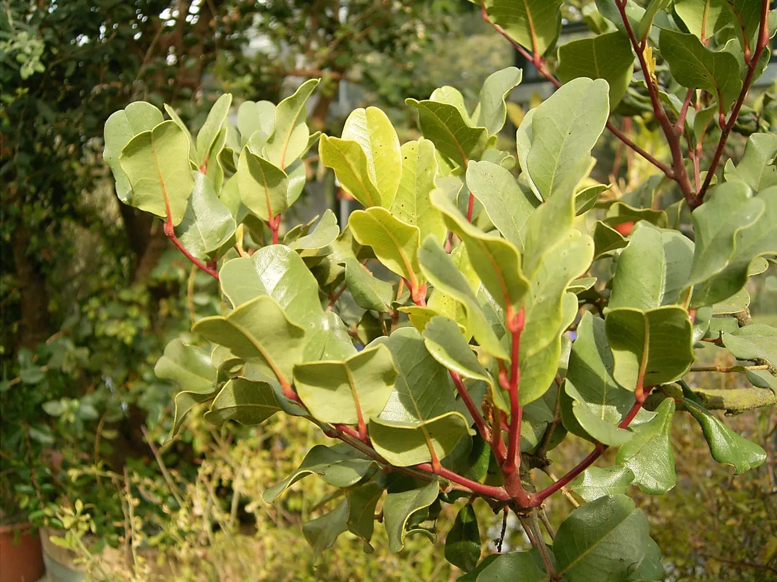 Yellow Guava (Psidium Littorale) — approximately 2 to 4 inches in diameter; the Yellow Guava is renowned for its aromatic blooms